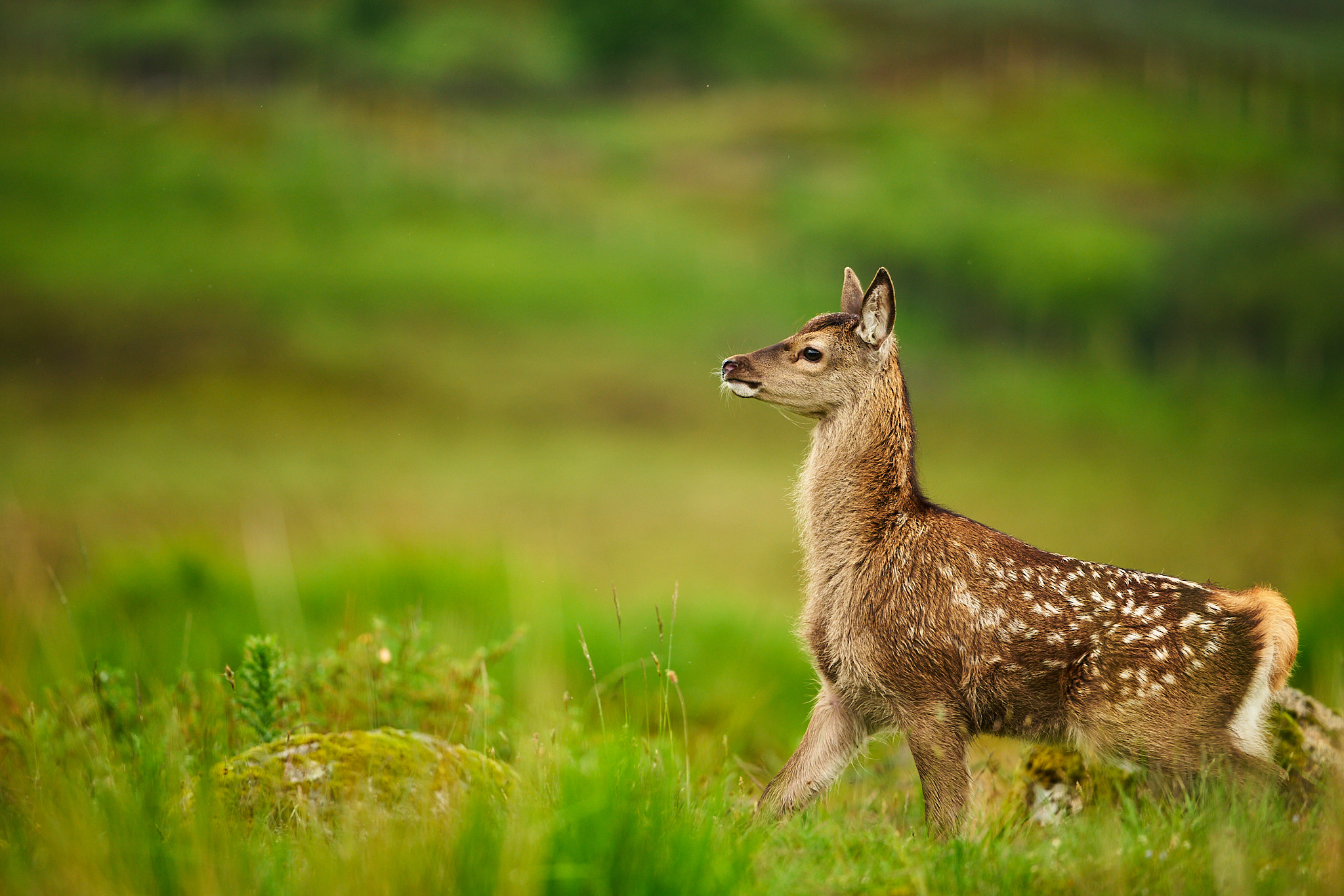 Red Deer fawn side profile